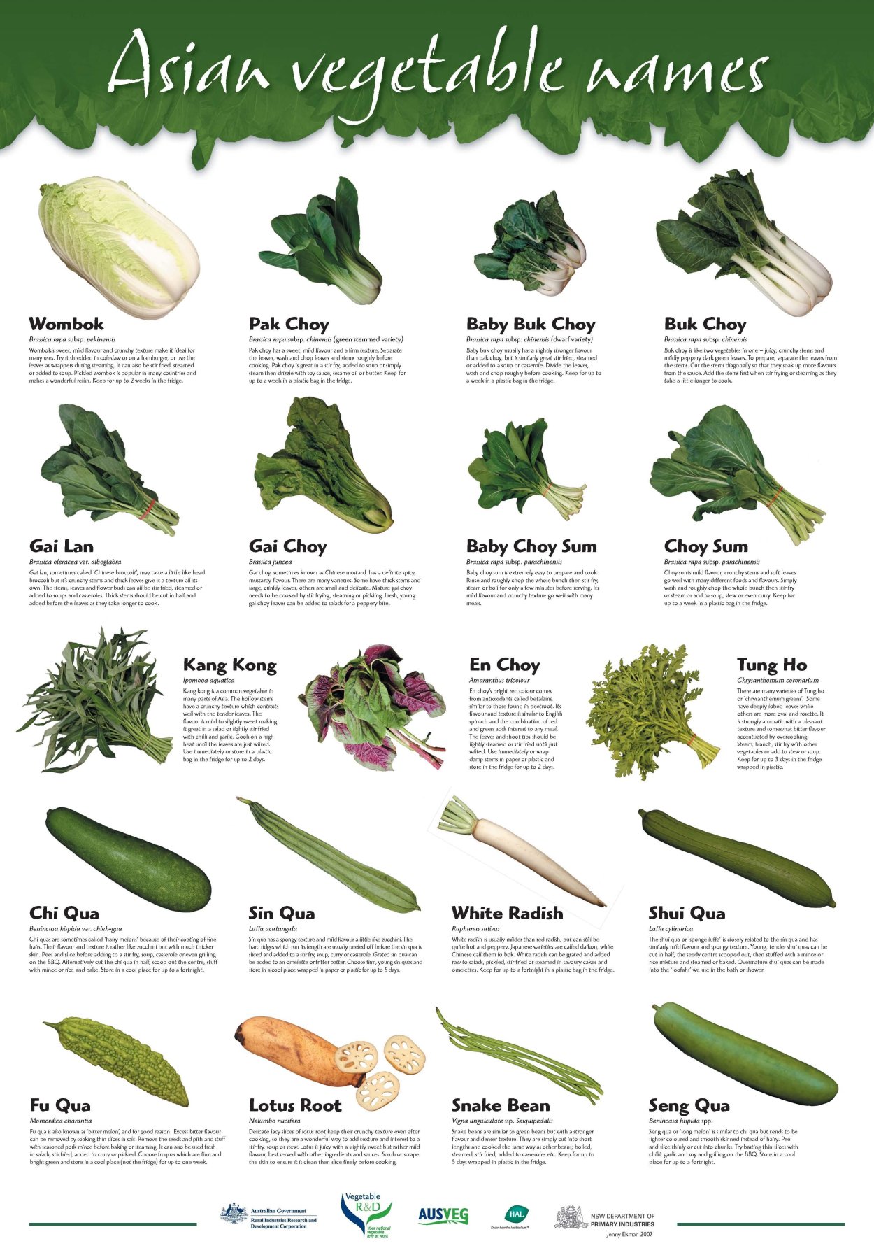 Кактус опунция размножение