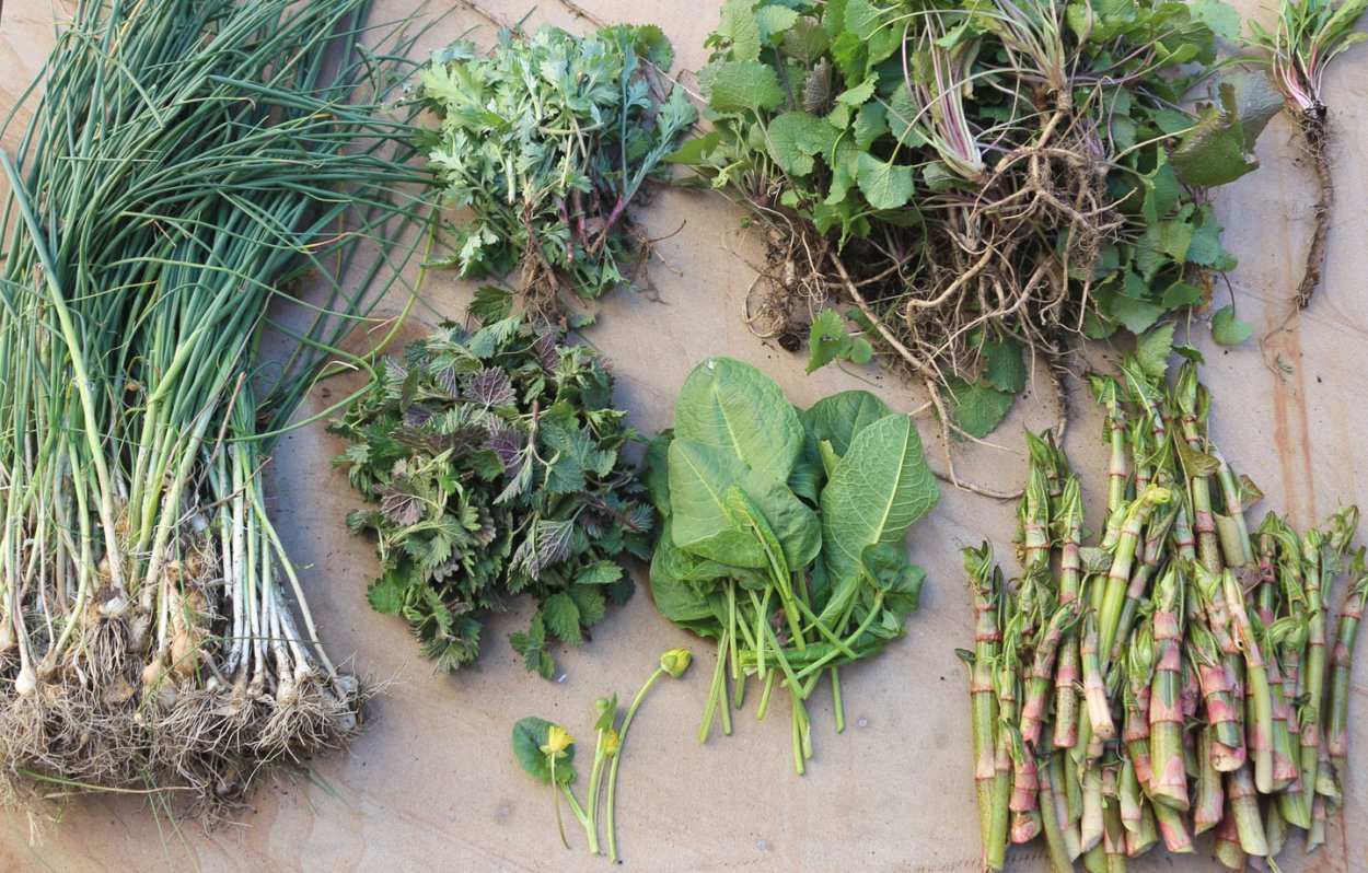 Пряные травы на огороде перечень