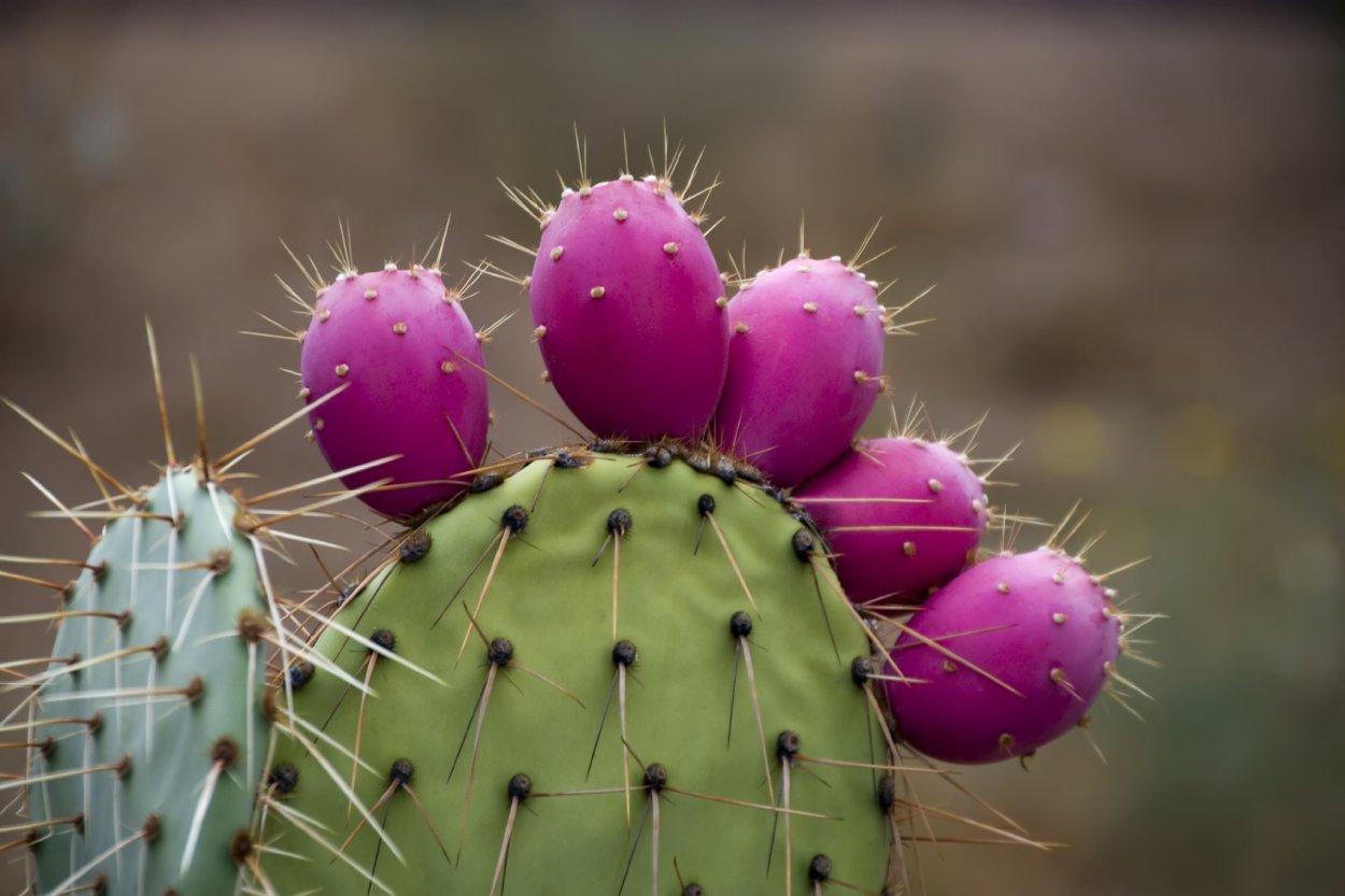 Карточки растения для детей