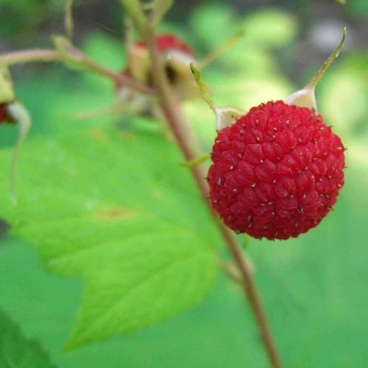 Фрукт Нубия