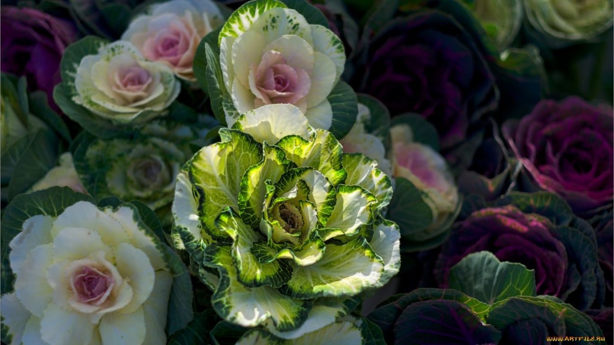 Брассика напус