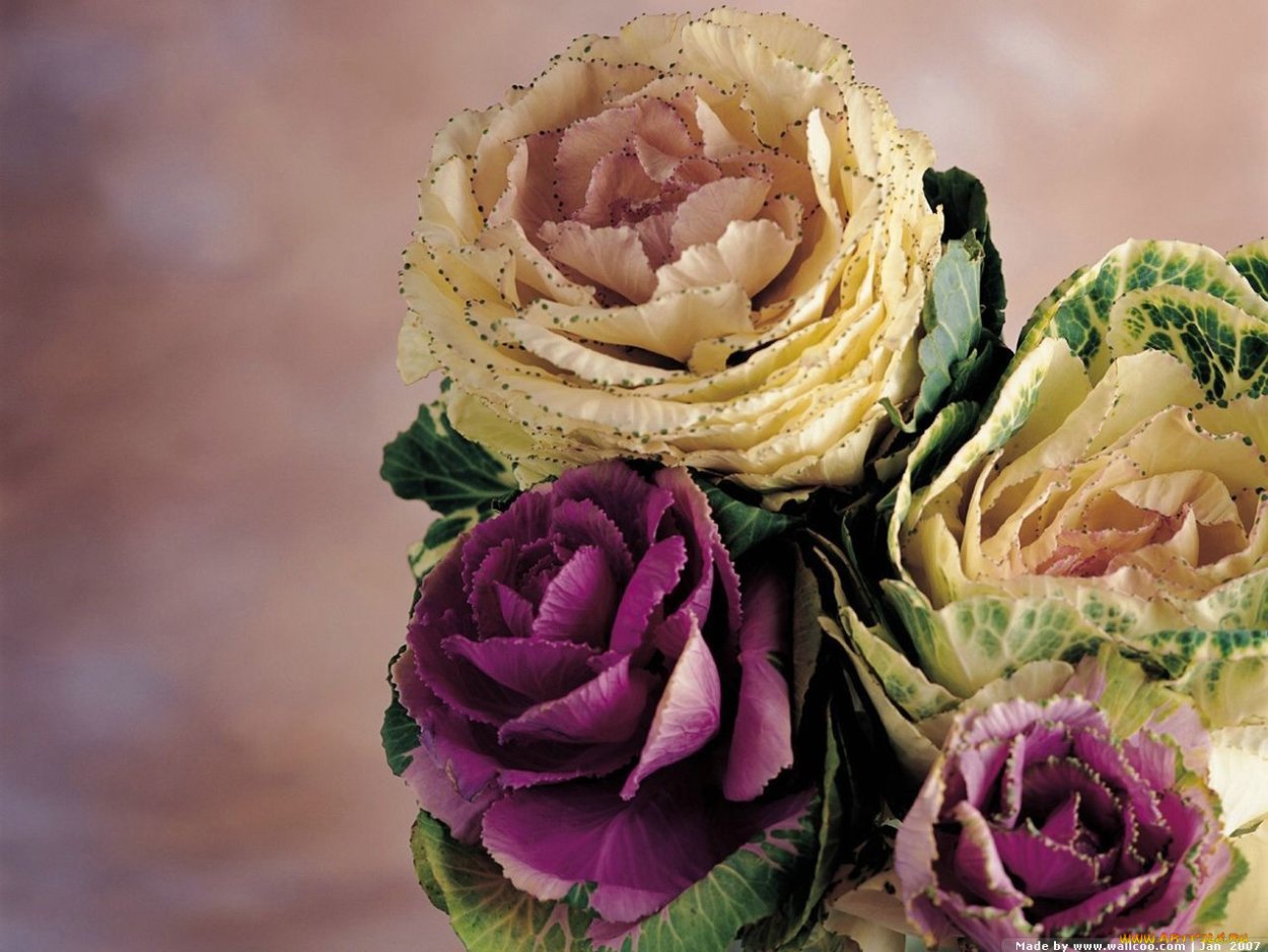 Брассика Кондор ред