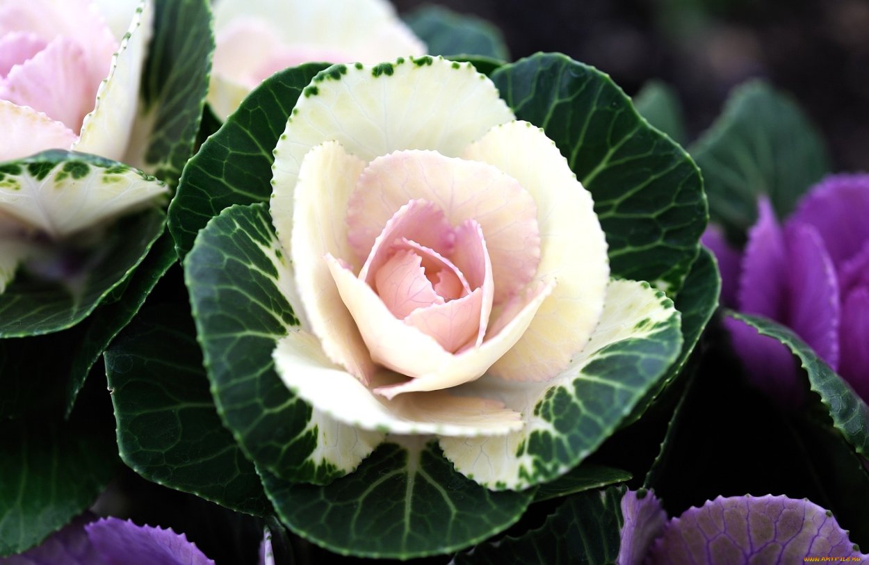 Брассика Санрайз