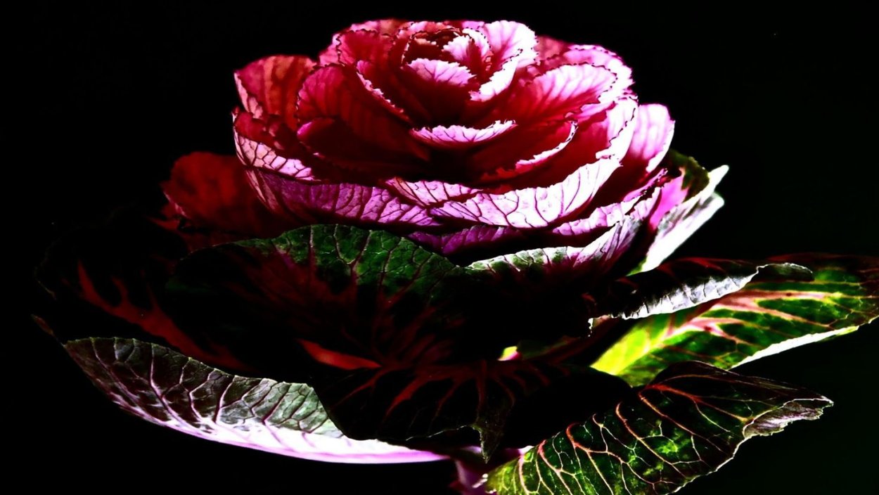 Капуста Огородная обои 3д