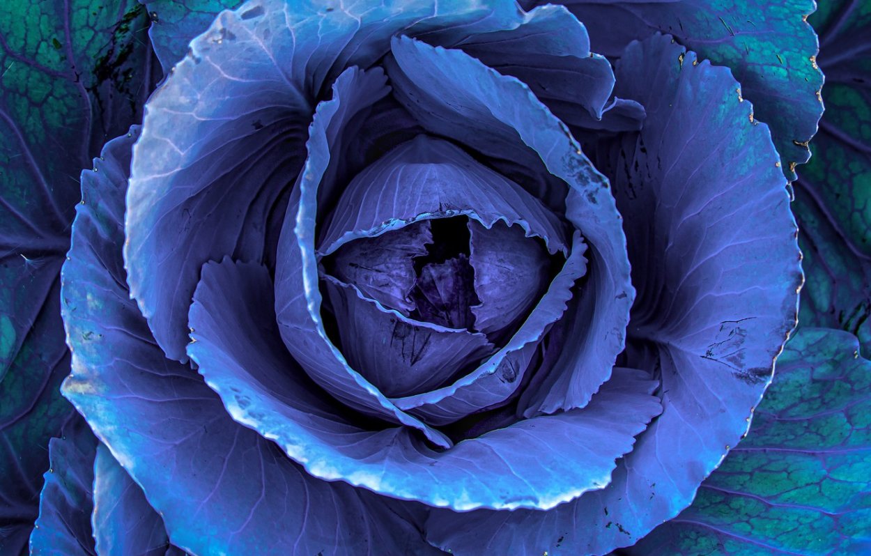 Белокочанная и краснокочанная капуста