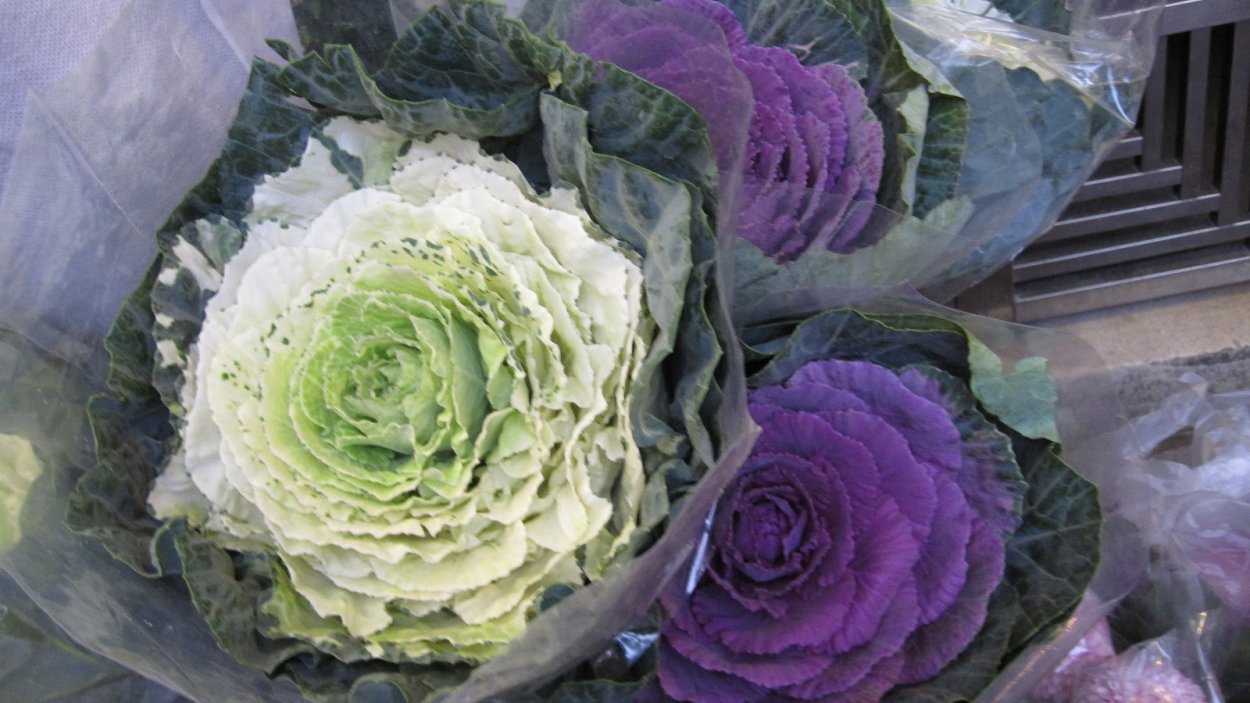 Декоративная капуста сорт Пальмира