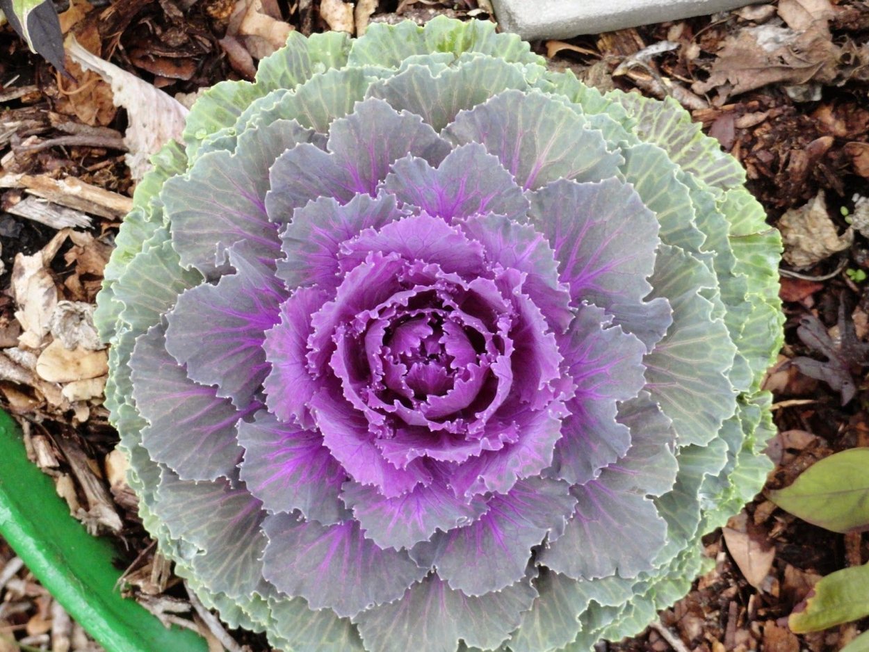 Brassica oleracea var. Acephala