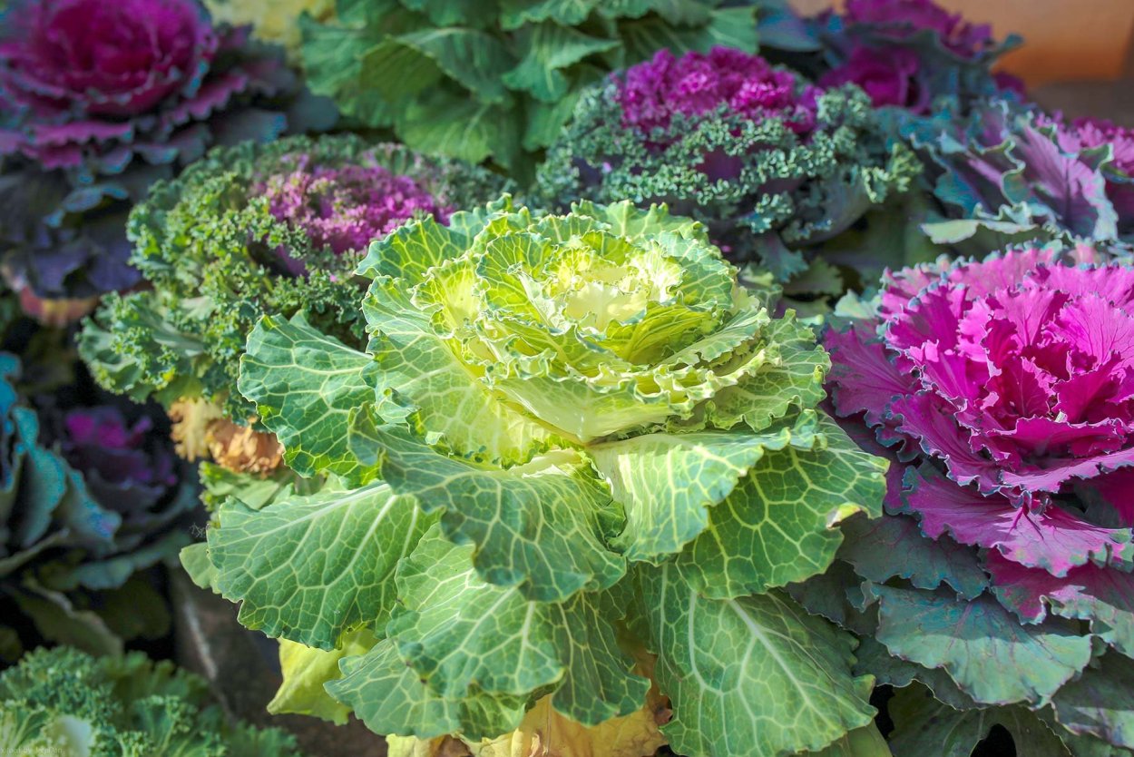 Декоративная капуста Brassica oleracea