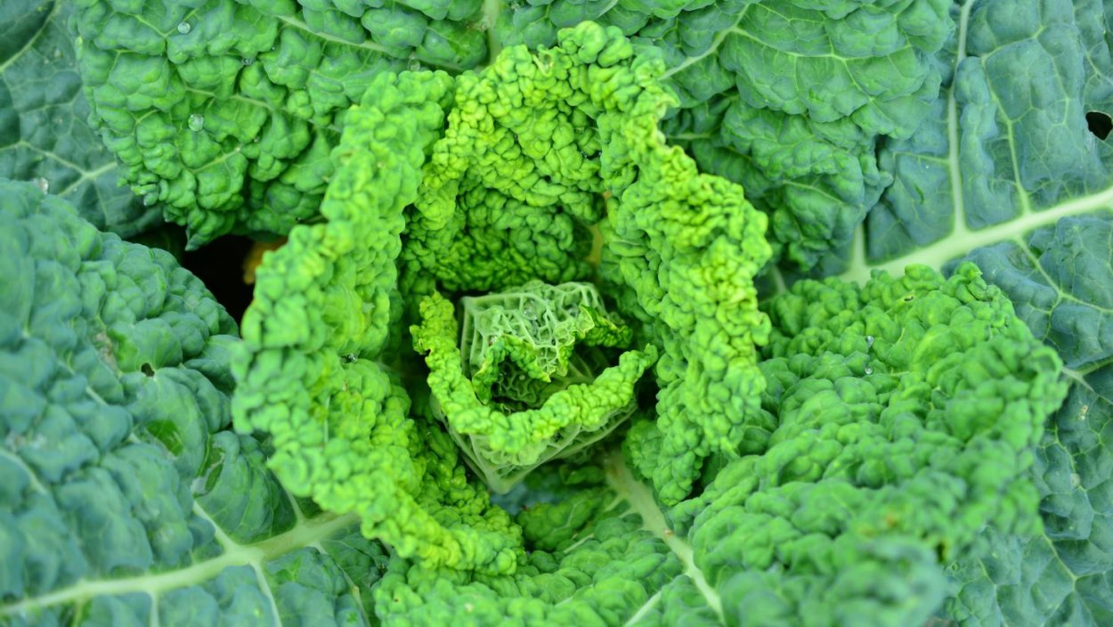 Зеленая капуста