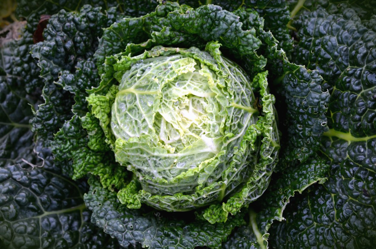 Капуста кочанная темно зеленая