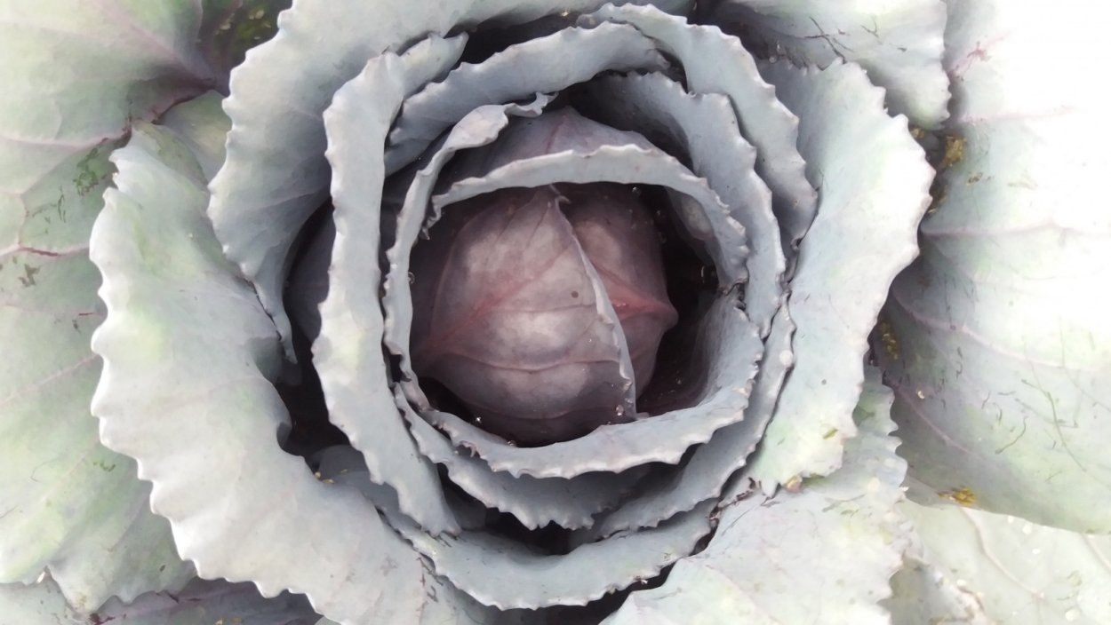 Брюссельская капуста Графика