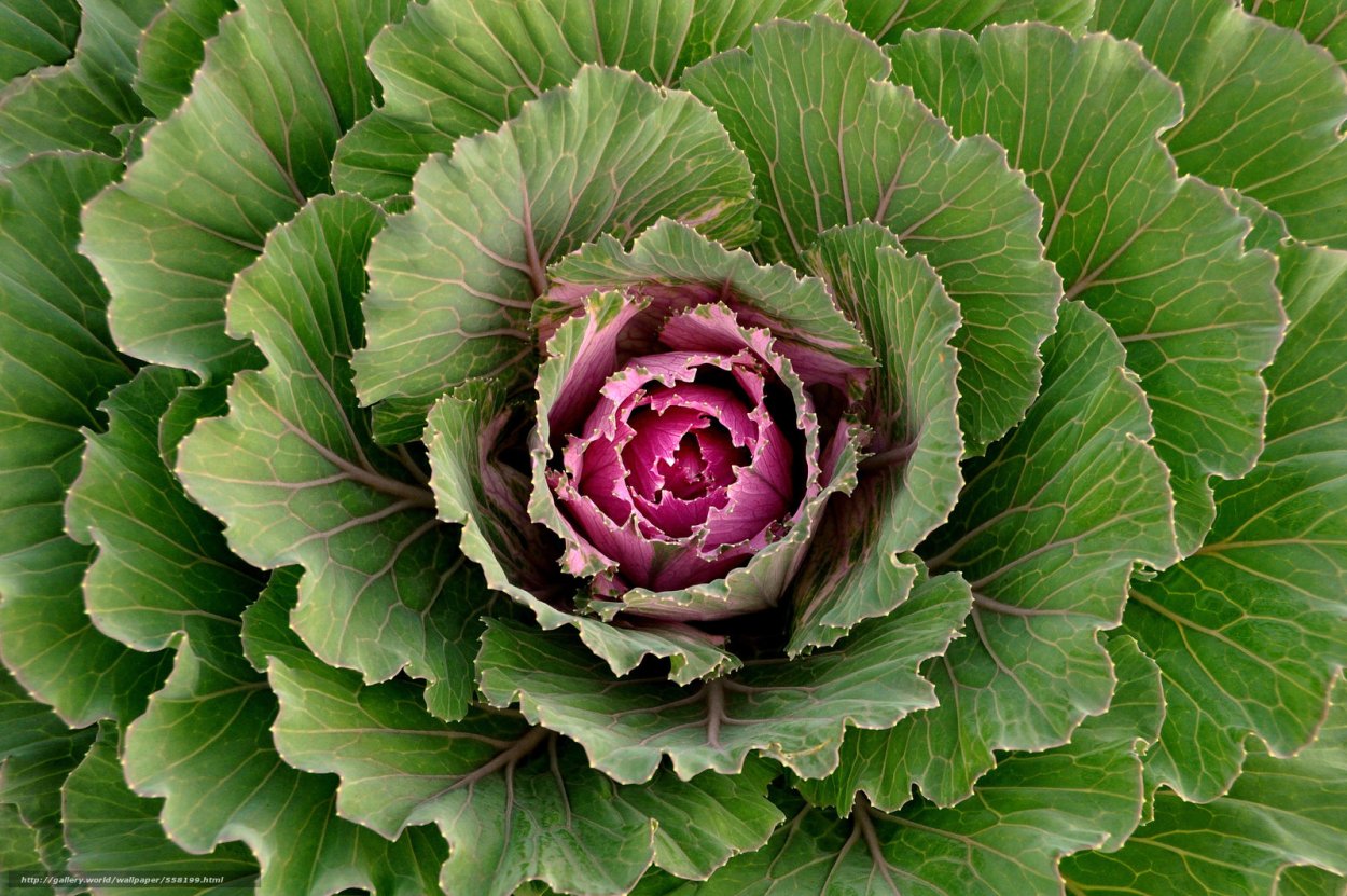 Капуста махагон