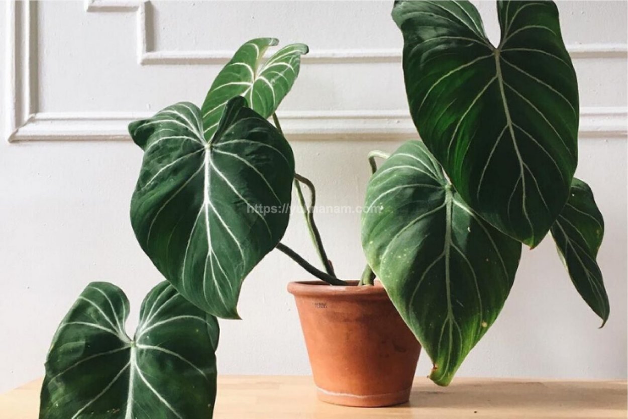 Филодендрон цветок