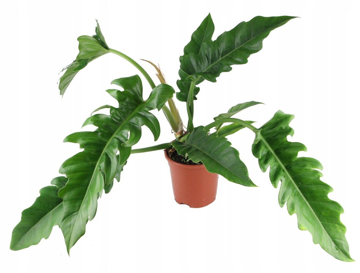 Филодендрон Нарроу