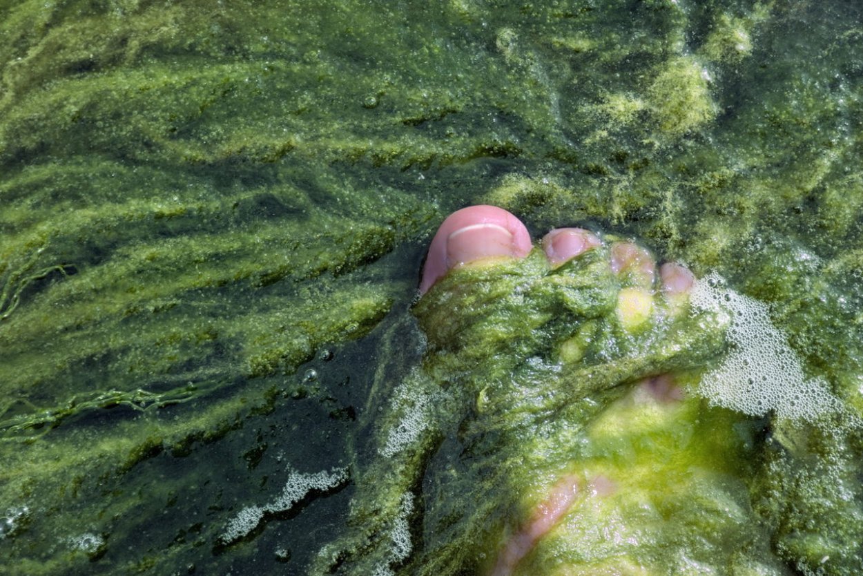 Водоросли Противные