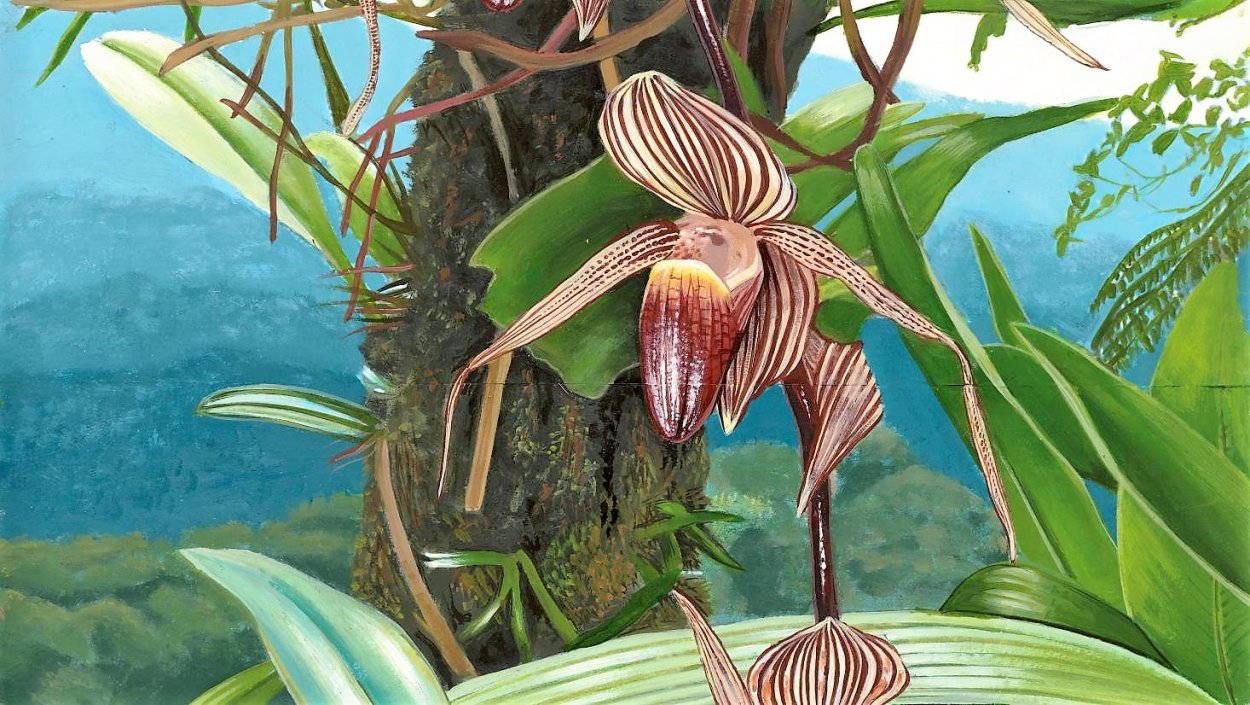 Пафиопедилум Ротшильда