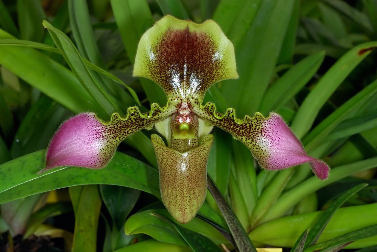 Орхидея Пафиопедилум Ротшильда