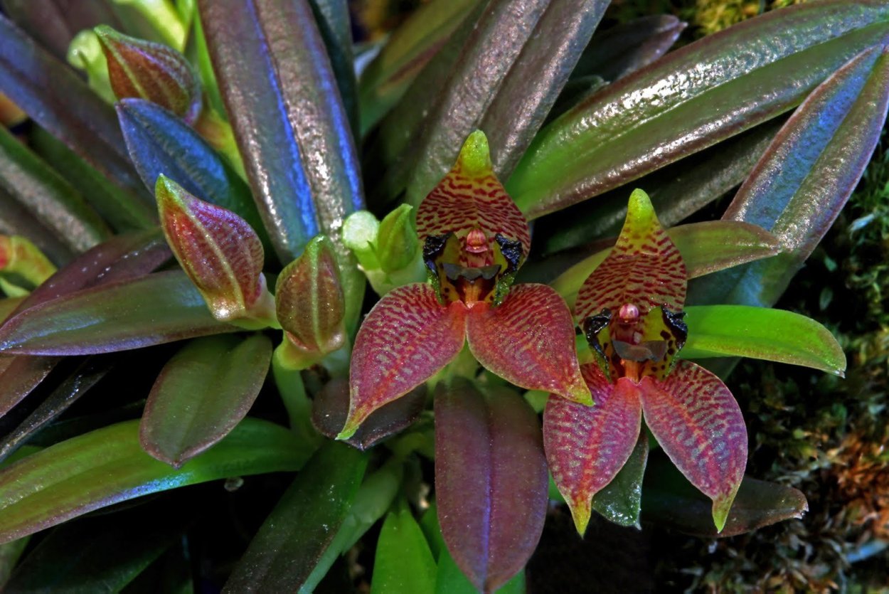 Остров Борнео орхидеи