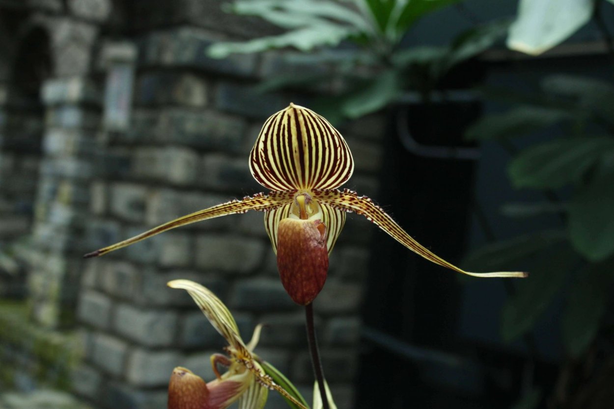 Пафиопедилум наиволосистейший