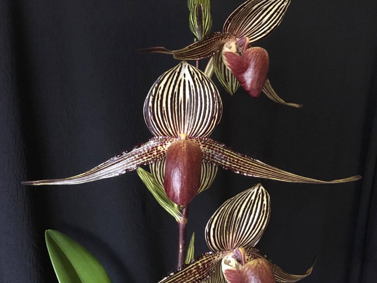 Пафиопедилум Дракула