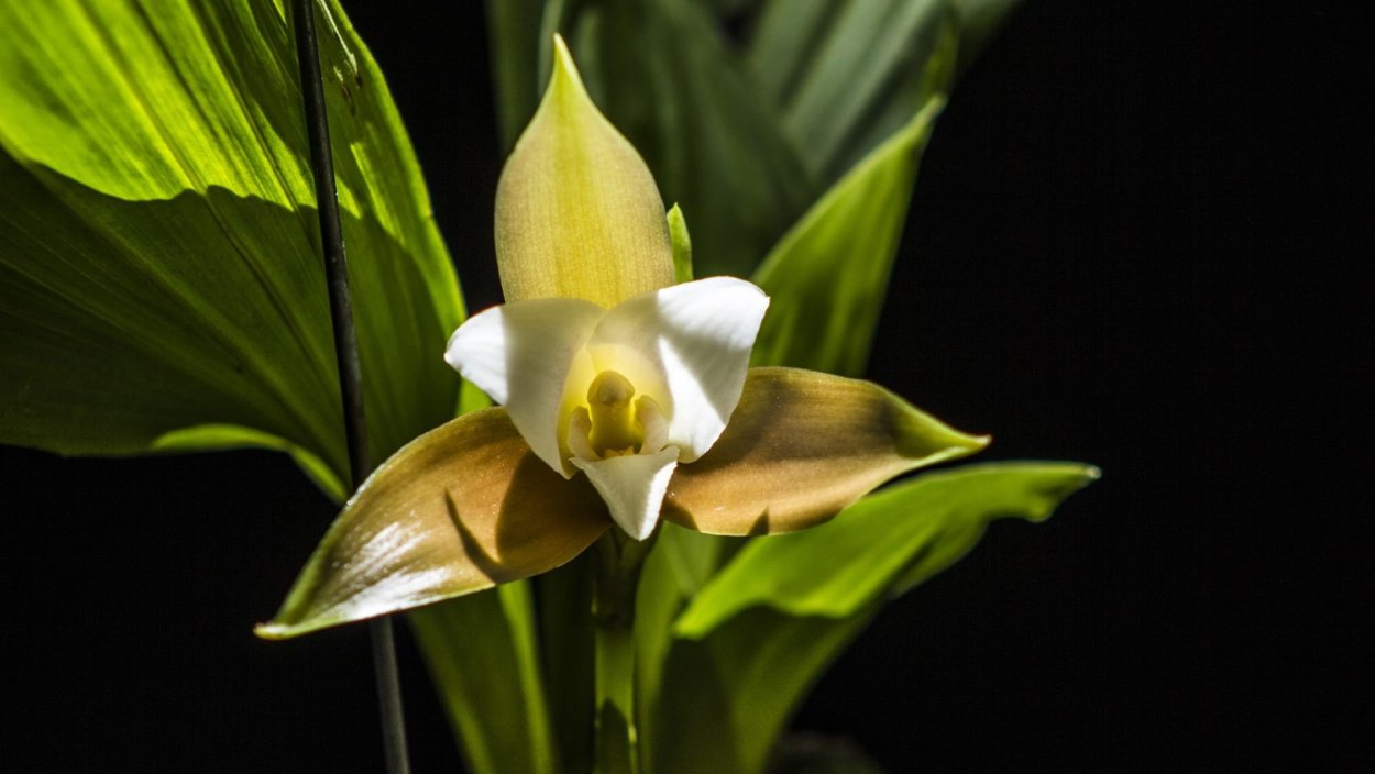 Золотая Орхидея самый дорогой цветок