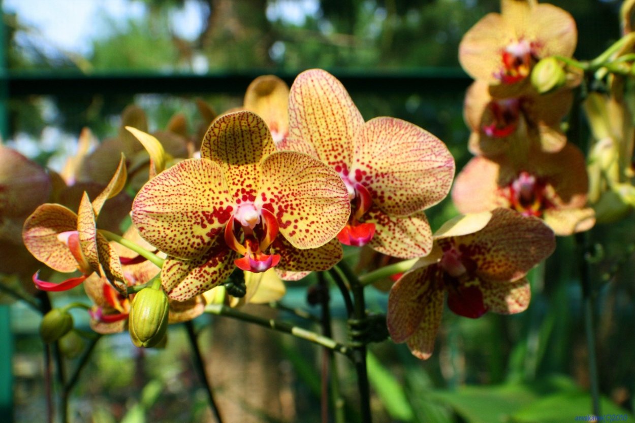 Стангопея тигровая