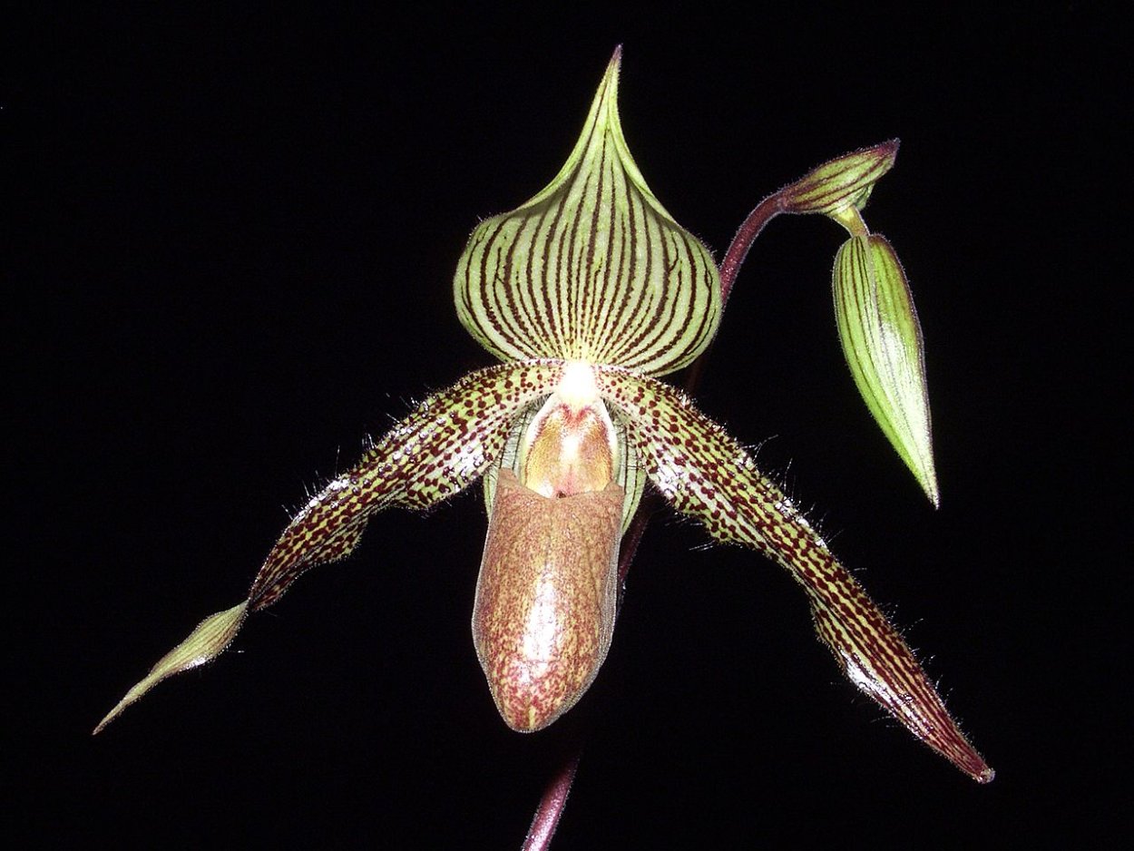 Paphiopedilum lowii
