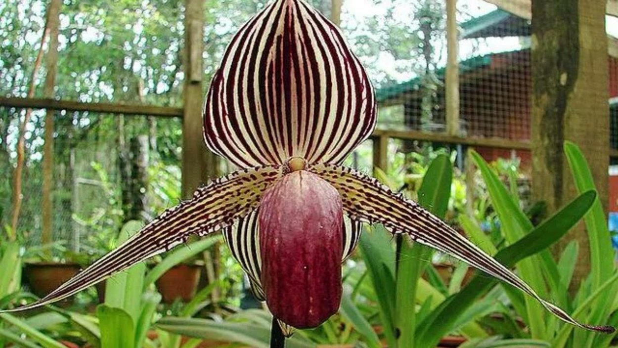 Орхидея золото Кинабалу Gold of Kinabalu Orchid