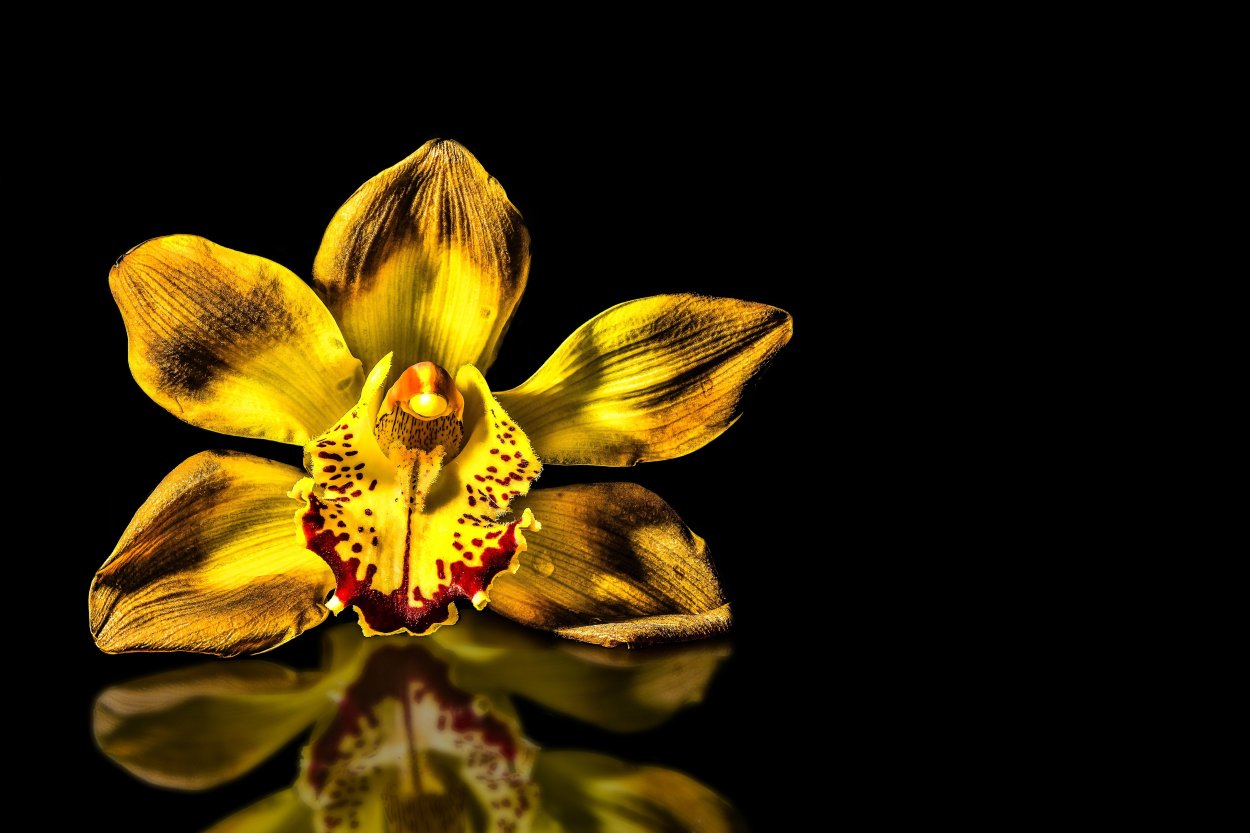 Орхидеи Пафиопедилумы в природе