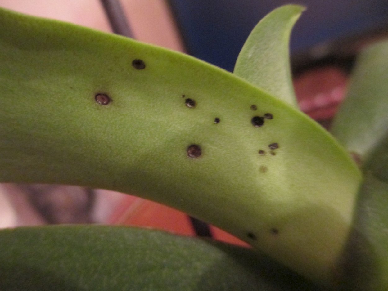 Антракноз орхидей фаленопсис