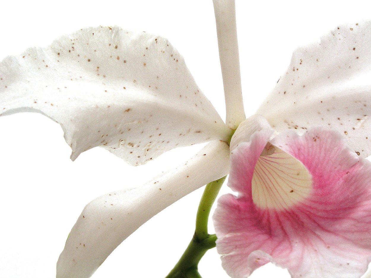 Ботритис на орхидеях