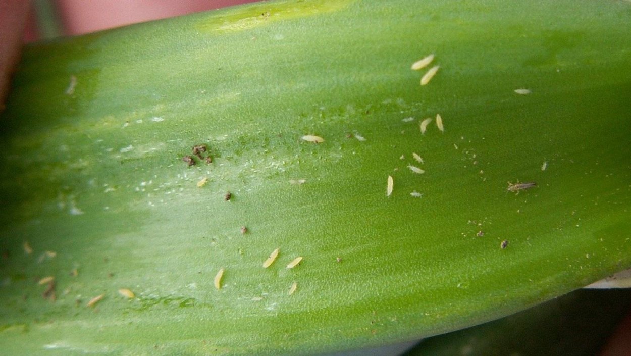 Пшеничный трипс личинка