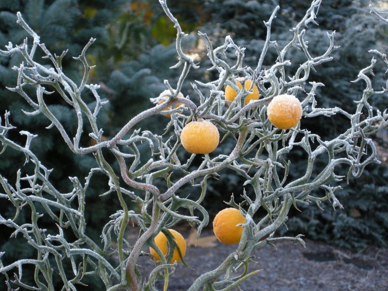 Трифолиата купить саженцы