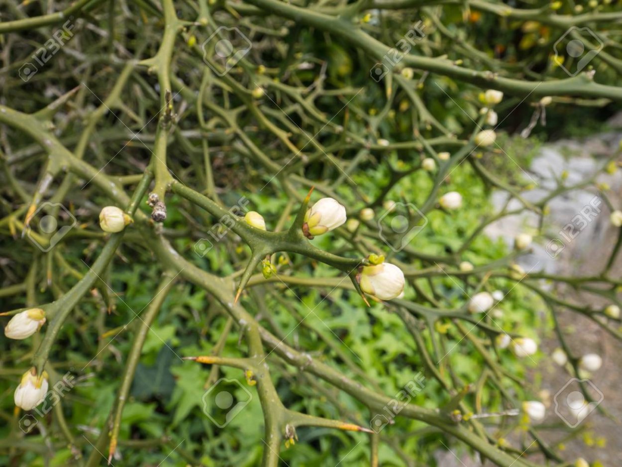 Понцирус трифолиата летающий дракон