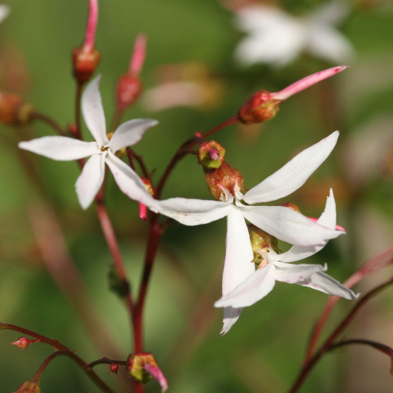 Понцирус трифолиата