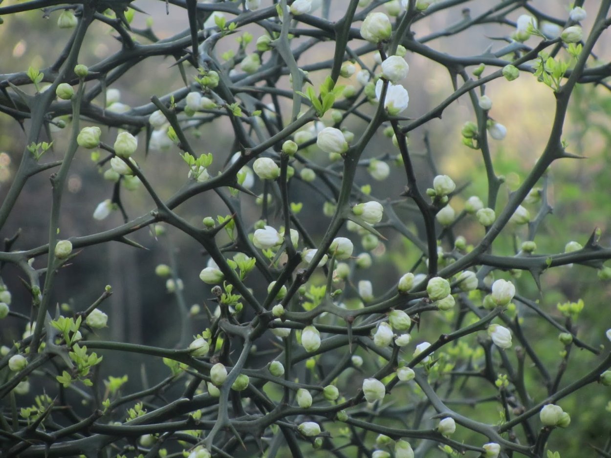 Гилления трёхлистная в ландшафтном