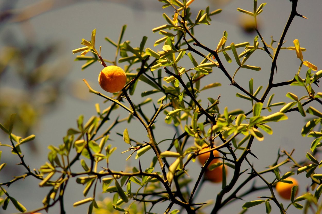 Цитрус трифолиата