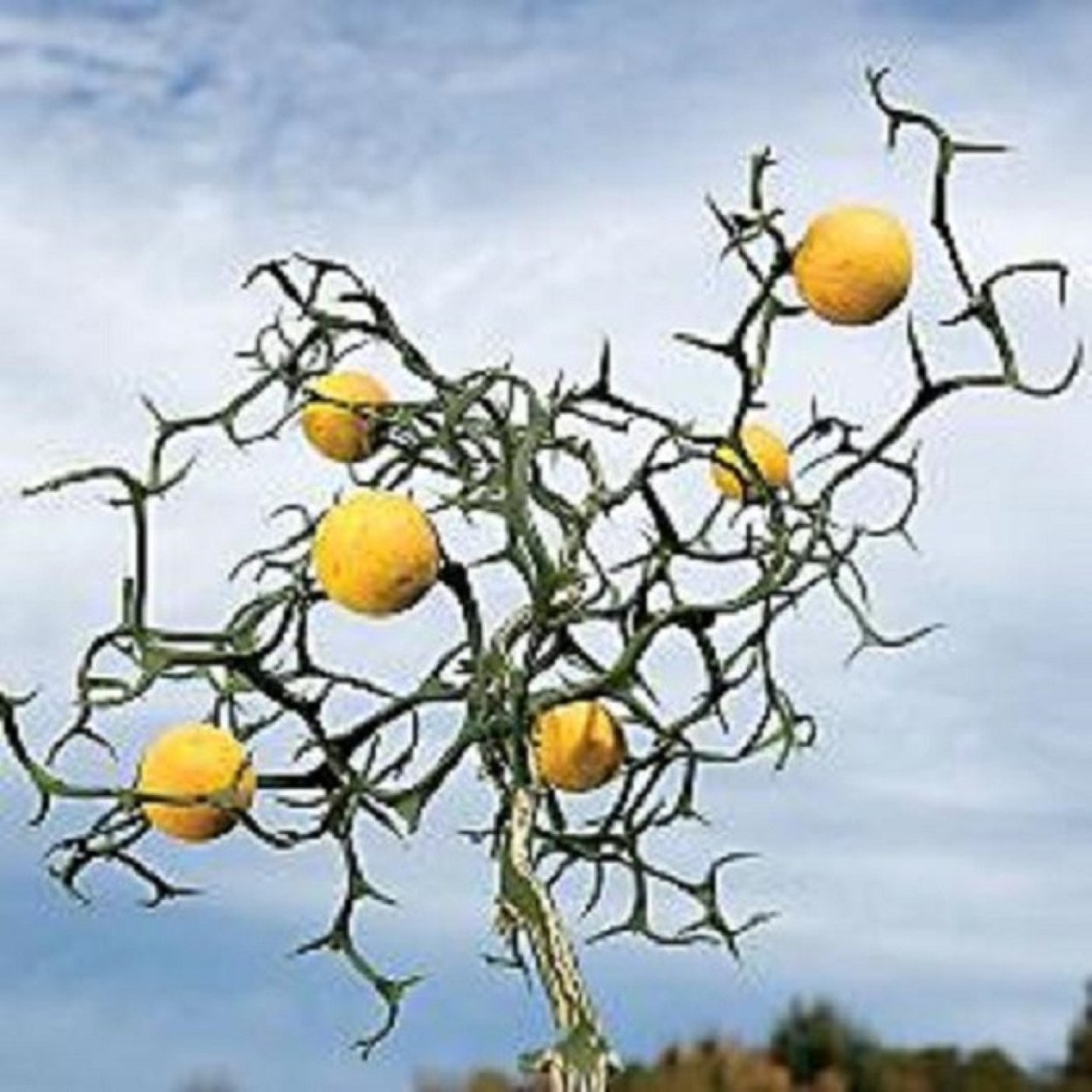 Ствол лимона с колючками