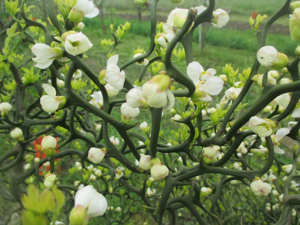 Стефания каудексная