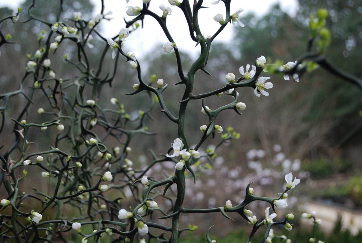 Понцирус трифолиата