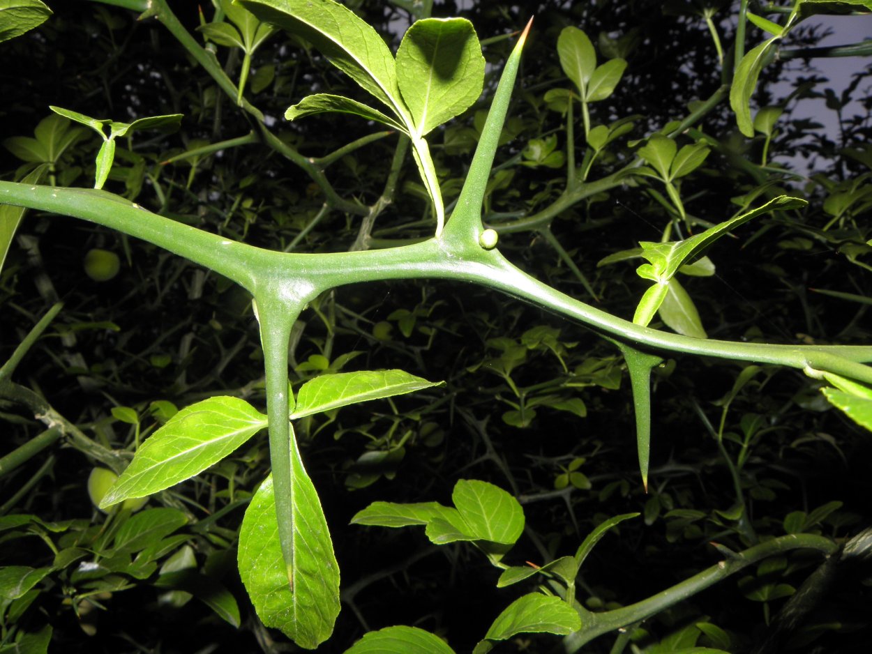 Понцирус трифолиата