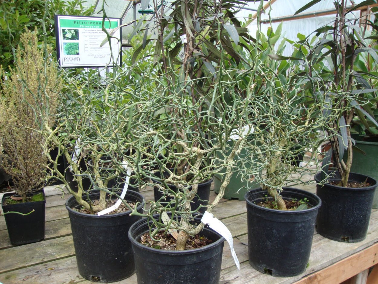 Понцирус трифолиата цветение