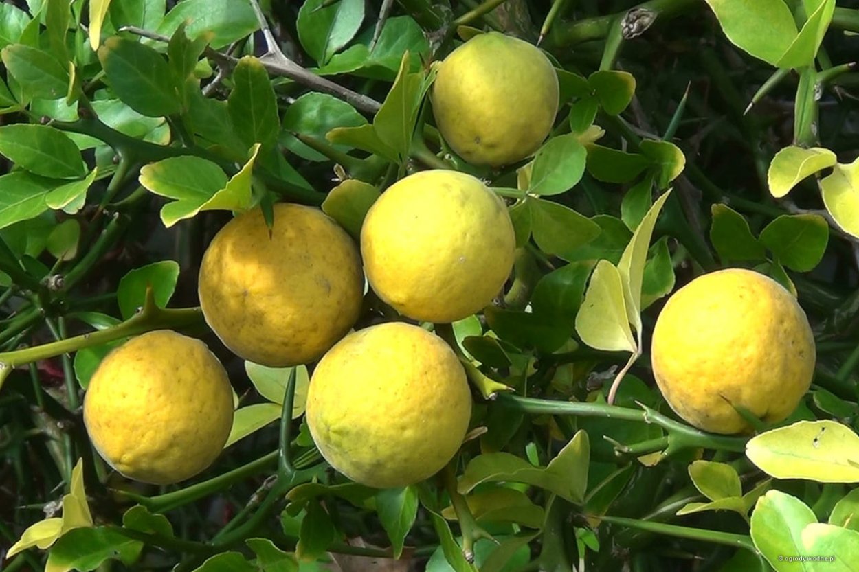 Цитрус трифолиата