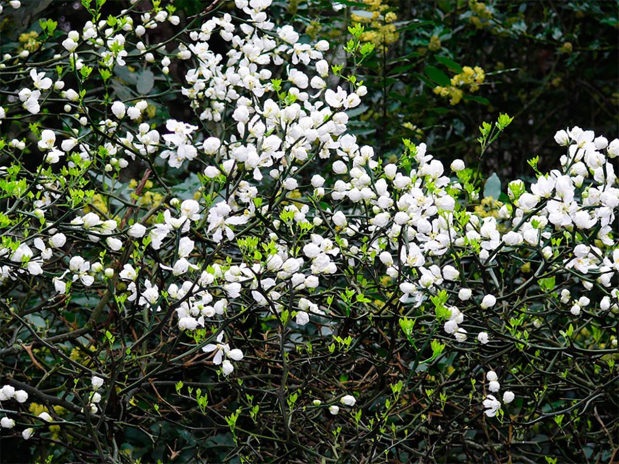 Летящий дракон цитрус