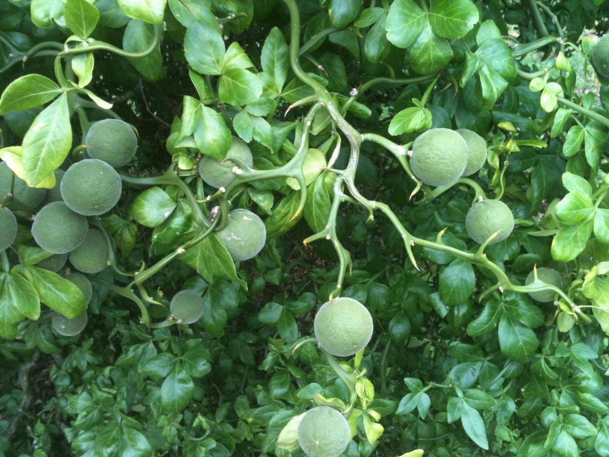 Poncirus trifoliata Flying Dragon