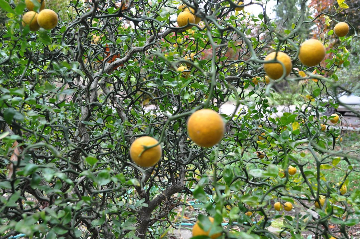 Понцирус трифолиата