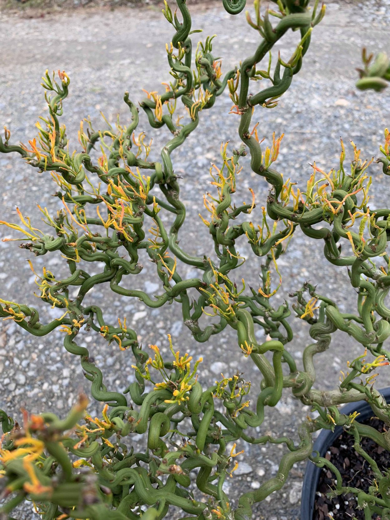 Гилления Gillenia trifoliata