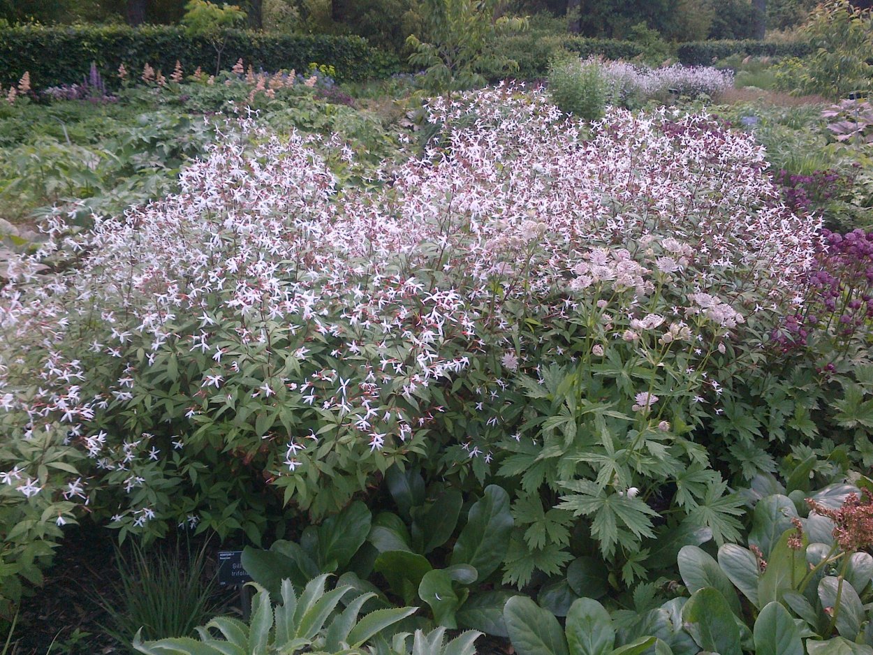 Дерево трифолиата