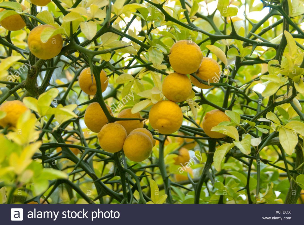 Цитрус трифолиата