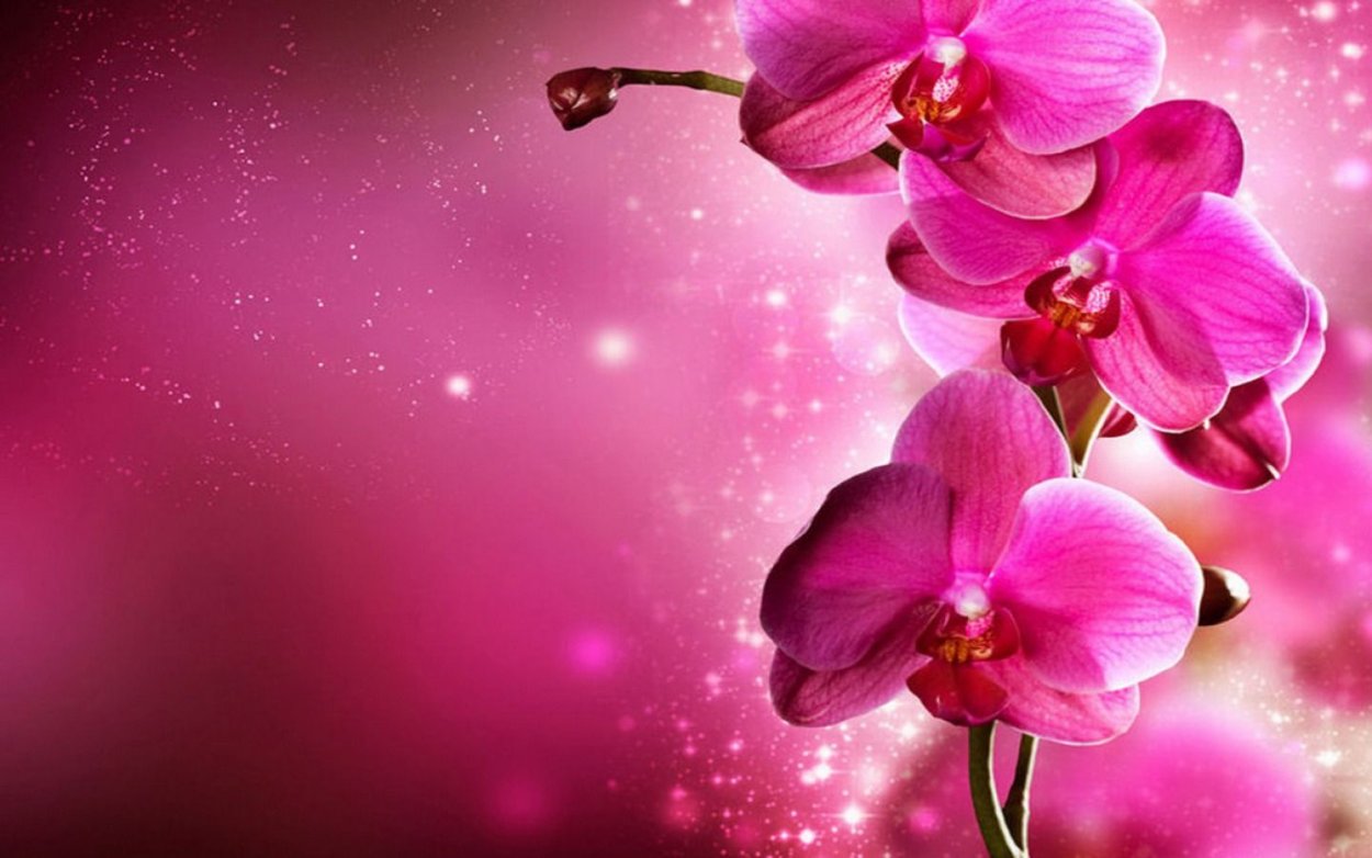 Ярко розовая орхидея